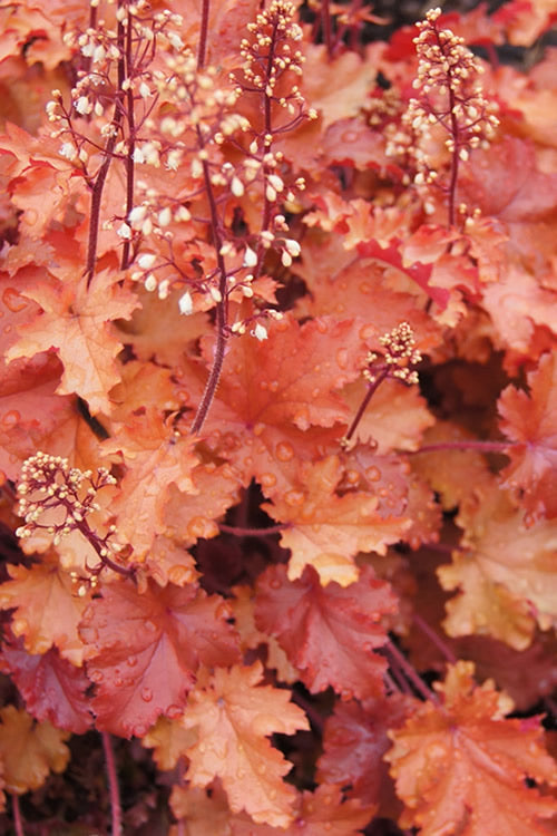  Peach Crisp Heuchera (Coral Bells) - 3 Pack Of Quart Pots