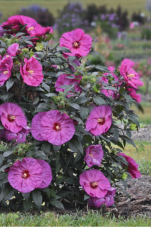  Summerific Berry Awesome Hibiscus (Rose Mallow) - 2 Gallon Pot
