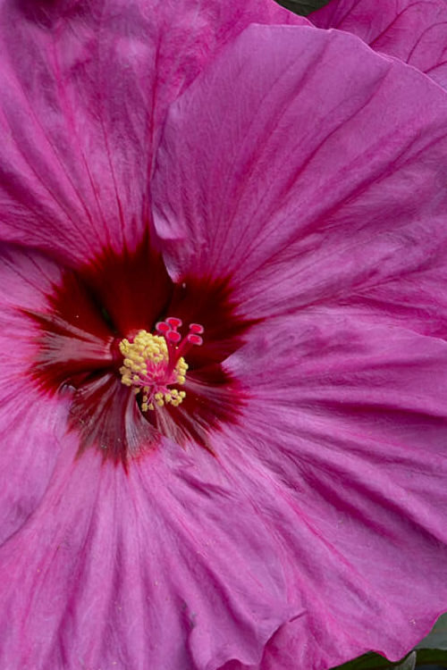  Summerific Berry Awesome Hibiscus (Rose Mallow) - 1 Gallon Pot