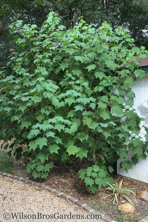  Confederate Rose Hibiscus - Rose Mallow - 1 Gallon Pot