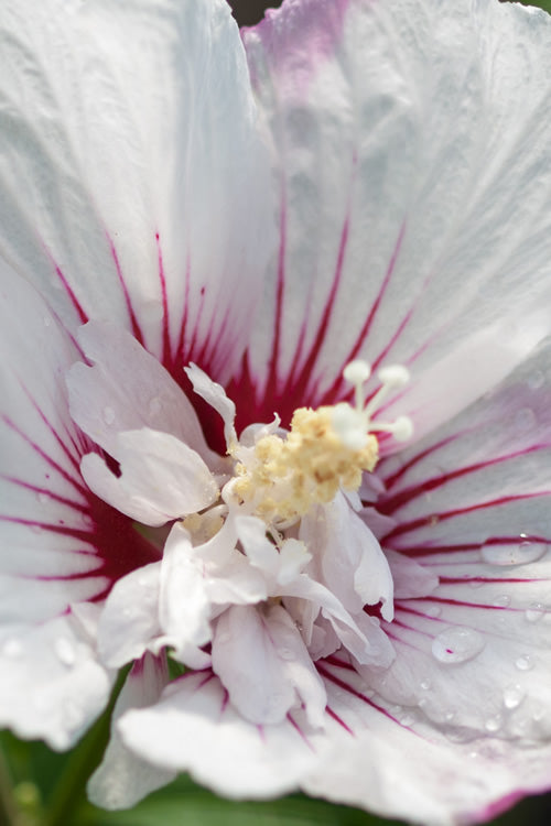  Fiji Hibiscus - Rose Of Sharon - 3 Gallon Pot
