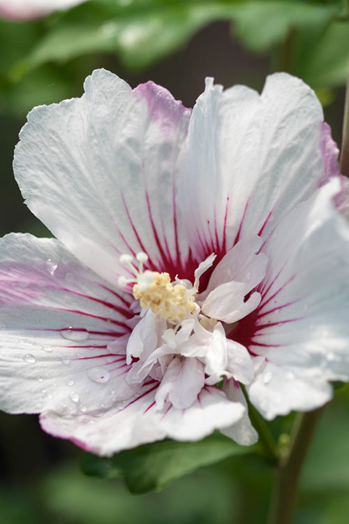  Fiji Hibiscus - Rose Of Sharon - 3 Gallon Pot