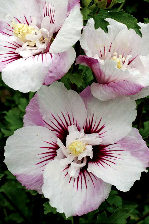  Fiji Hibiscus - Rose Of Sharon - 3 Gallon Pot