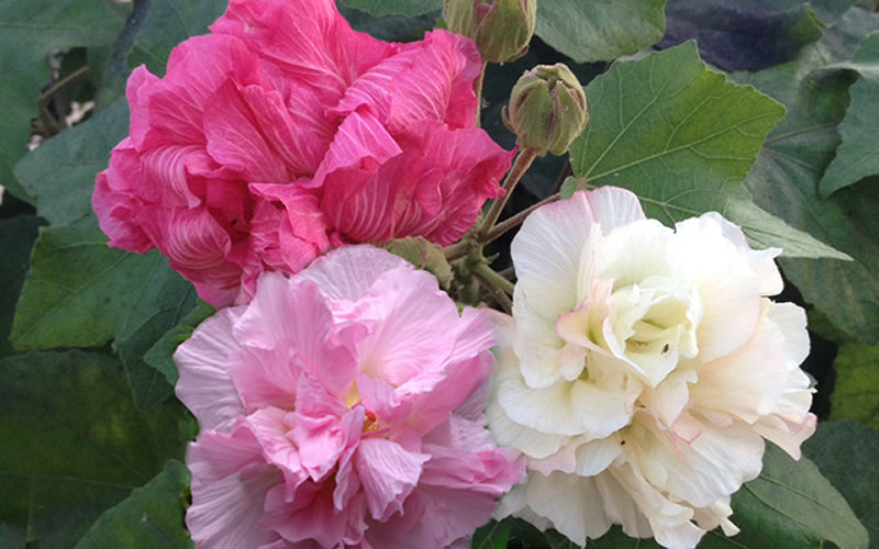  Confederate Rose Hibiscus - Rose Mallow - 1 Gallon Pot