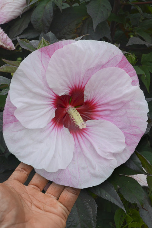  Summerific Perfect Storm Hibiscus (Rose Mallow) - 2 Gallon Pot