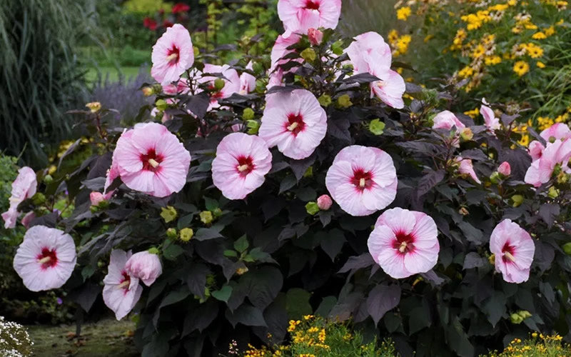  Summerific Perfect Storm Hibiscus (Rose Mallow) - 2 Gallon Pot