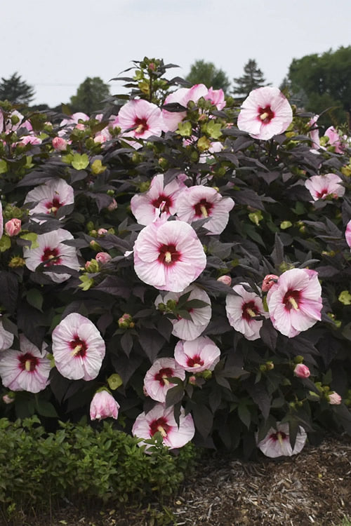  Summerific Perfect Storm Hibiscus (Rose Mallow) - 3 Gallon Pot