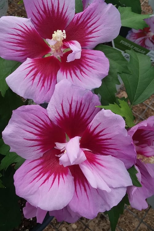  Purple Pillar Rose Of Sharon - 3 Gallon Pot