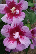  Purple Pillar Rose Of Sharon - 3 Gallon Pot