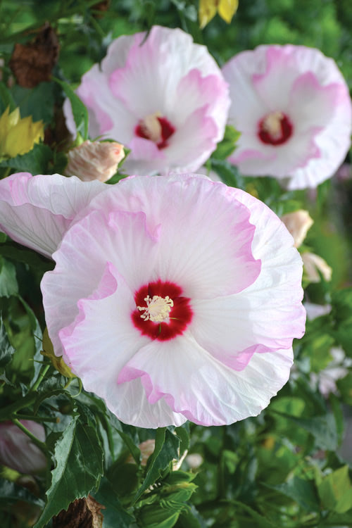  Summerific Ballet Slippers Hardy Hibiscus - 1 Gallon Pot