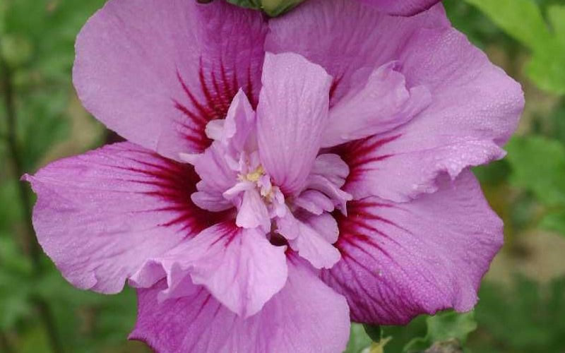  Tahiti Hibiscus (Althea / Rose Of Sharon) - 5 Gallon Pot