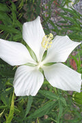  White Swamp Hardy Hibiscus - 3 Gallon Pot