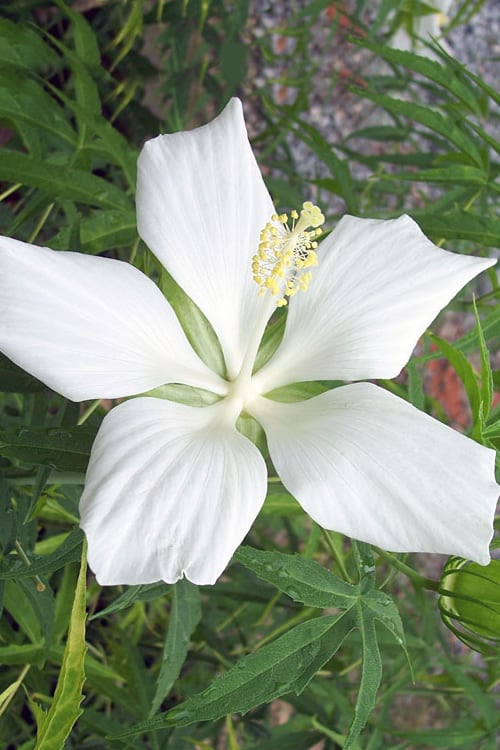  White Swamp Hardy Hibiscus - 3 Gallon Pot