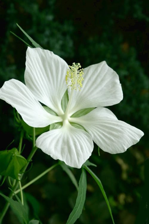  White Swamp Hardy Hibiscus - 3 Gallon Pot