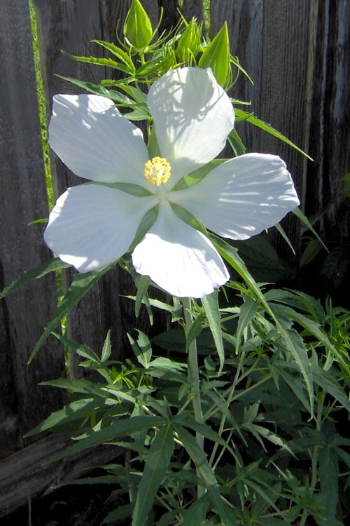  White Swamp Hardy Hibiscus - 3 Gallon Pot