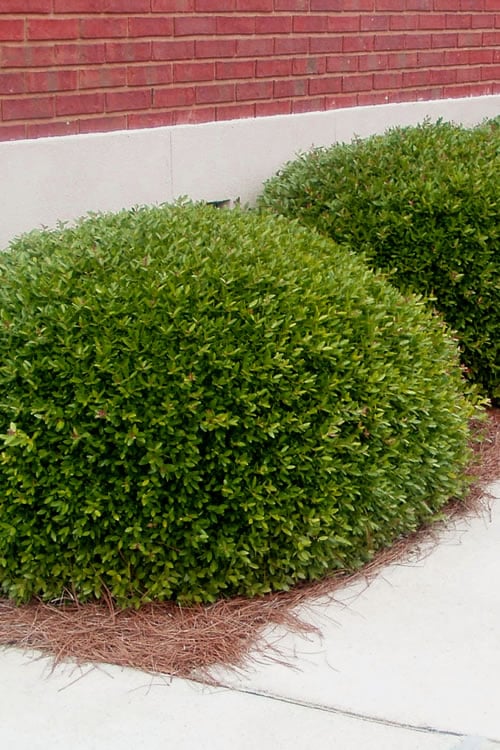  Bordeaux Dwarf Yaupon Holly - 3 Gallon Pot