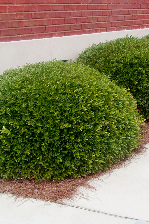  Bordeaux Dwarf Yaupon Holly - 3 Gallon Pot