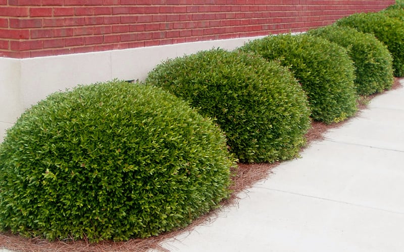  Bordeaux Dwarf Yaupon Holly - 1 Gallon Pot