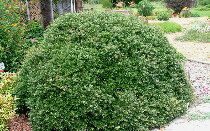  Bordeaux Dwarf Yaupon Holly - 1 Gallon Pot