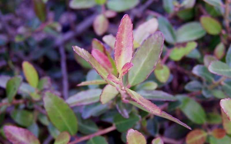  Bordeaux Dwarf Yaupon Holly - 3 Gallon Pot