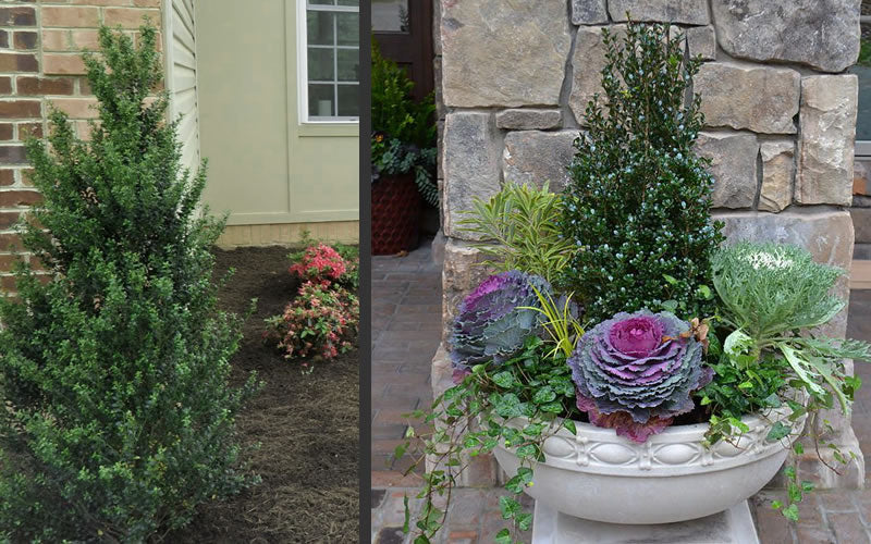 Pyramidal Compacta Japanese Holly - 3 Gallon Pot