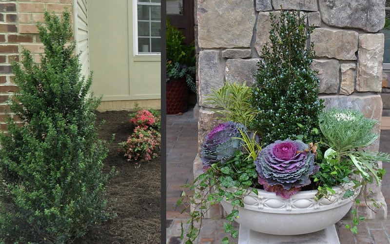  Pyramidal Compacta Japanese Holly - 3 Gallon Pot