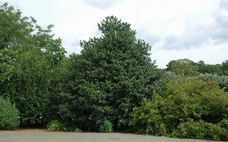  Emily Bruner Pyramidal Holly - 3 Gallon Pot