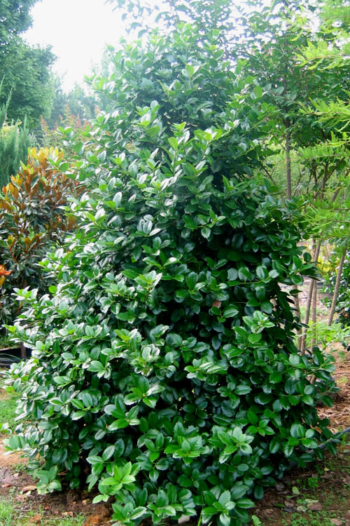 Emily Bruner Pyramidal Holly - 3 Gallon Pot