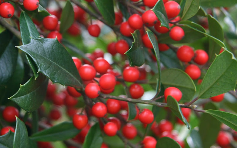  Foster's No. 2 Holly - 3 Gallon Pot