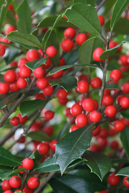  Foster's No. 2 Holly - 7 Gallon Pot (4-5')