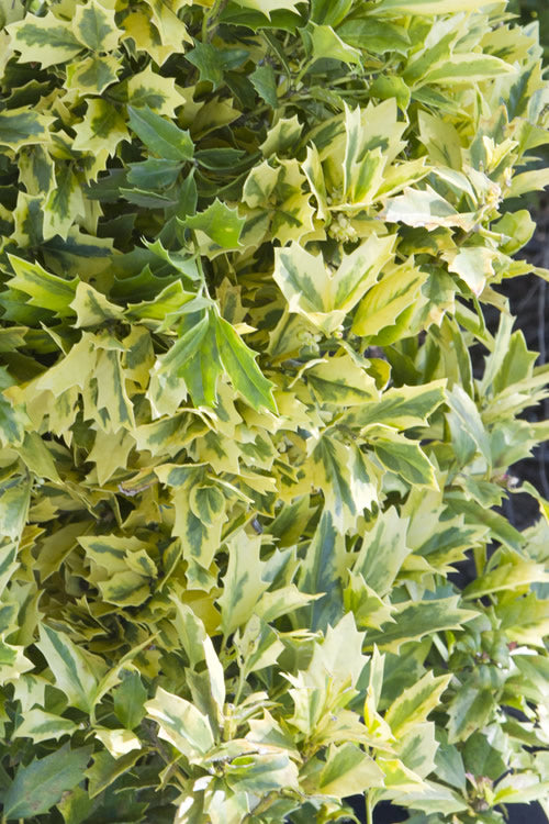  Golden Oakland Holly - 2 Gallon Pot