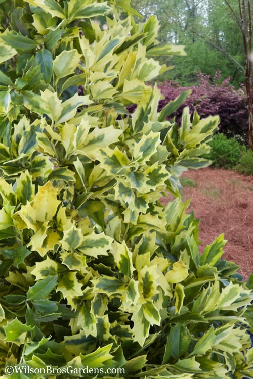  Golden Oakland Holly - 7 Gallon Pot 