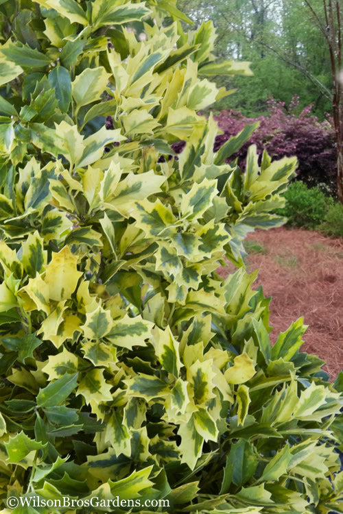  Golden Oakland Holly - 2 Gallon Pot