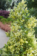  Golden Oakland Holly - 2 Gallon Pot