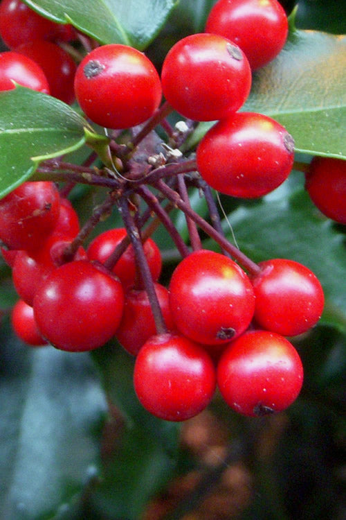  Liberty Holly - 3 Gallon Pot