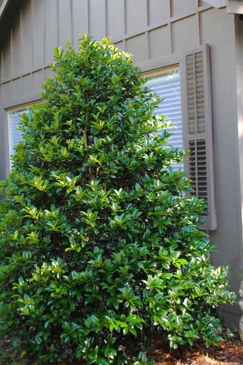  Mary Nell Holly - 1 Gallon Pot