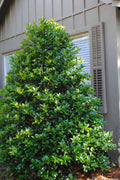  Mary Nell Holly - 3 Gallon Pot