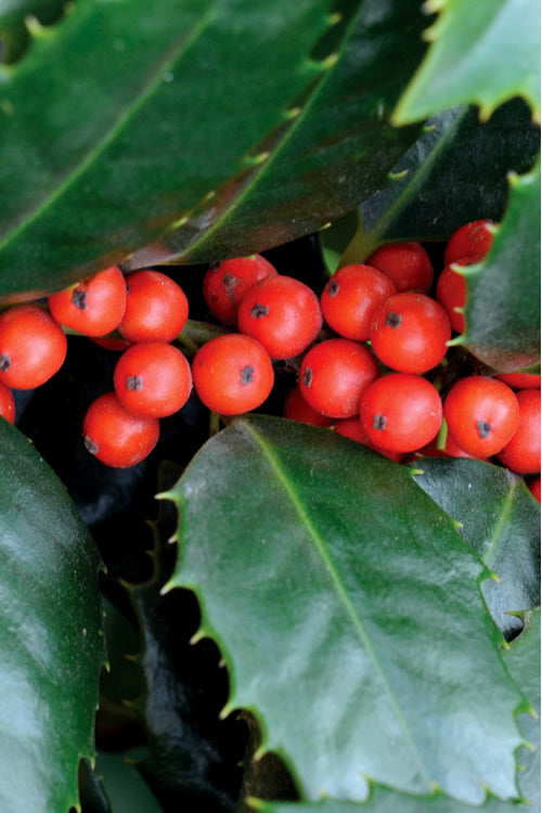  Mary Nell Holly - 3 Gallon Pot