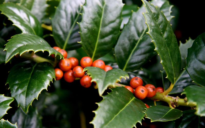  Mary Nell Holly - 3 Gallon Pot