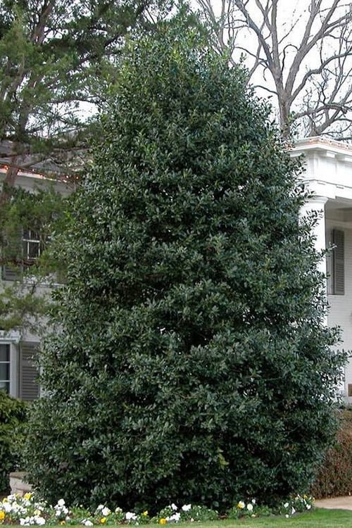  Nellie R. Stevens Holly - 1 Gallon Pot