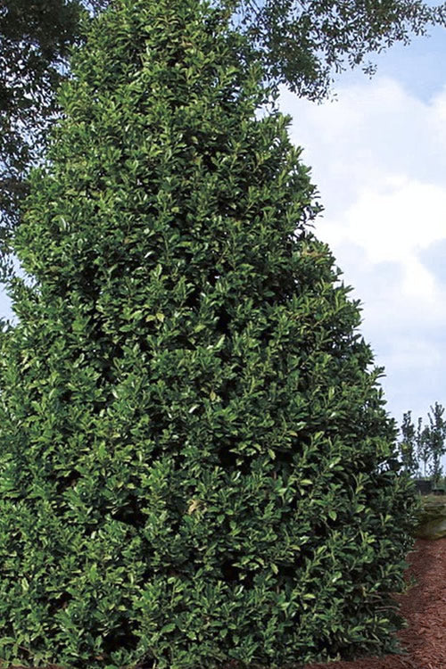  Oakland Holly - 3 Gallon Pot