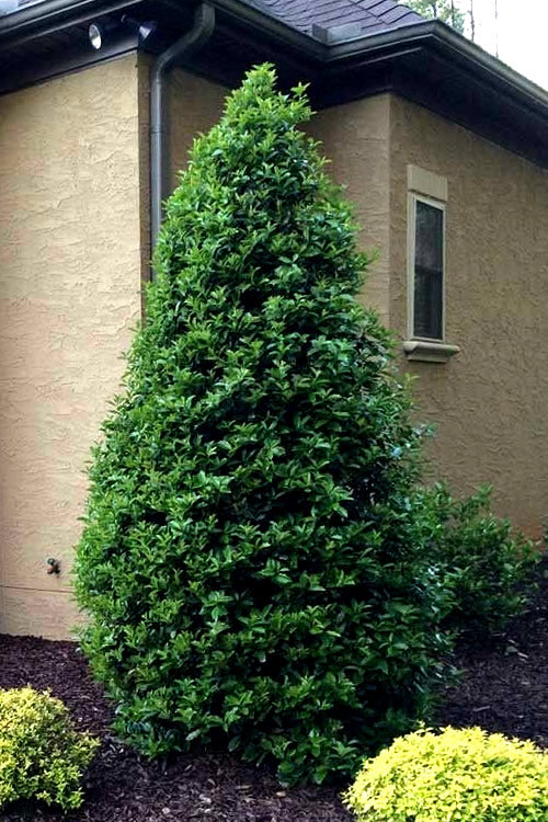  Goldie American Holly Tree - 1 Gallon Pot