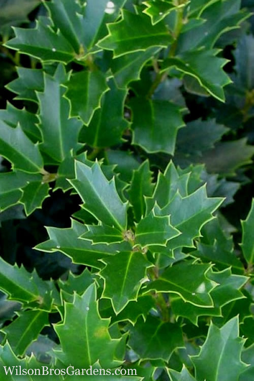  Oakland Holly - 1 Gallon Pot