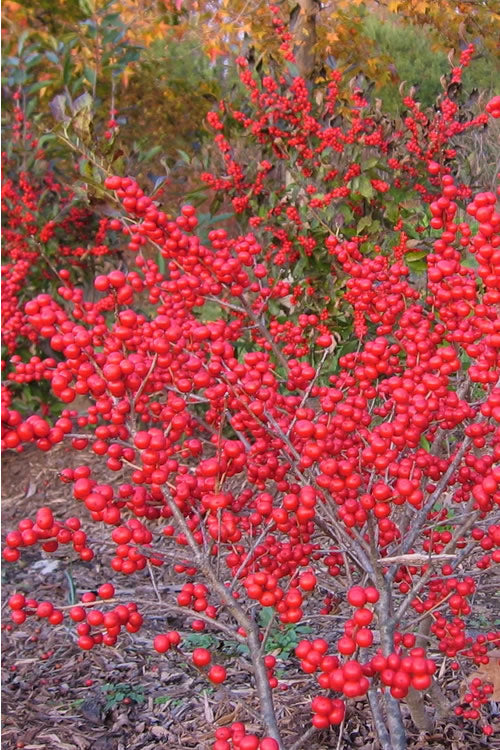  Male & Female Winterberry Holly Combo - (2-Pack Of 3 Gallon Pots)