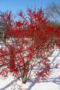  Winter Red Female Winterberry Holly - 5 Gallon Pot