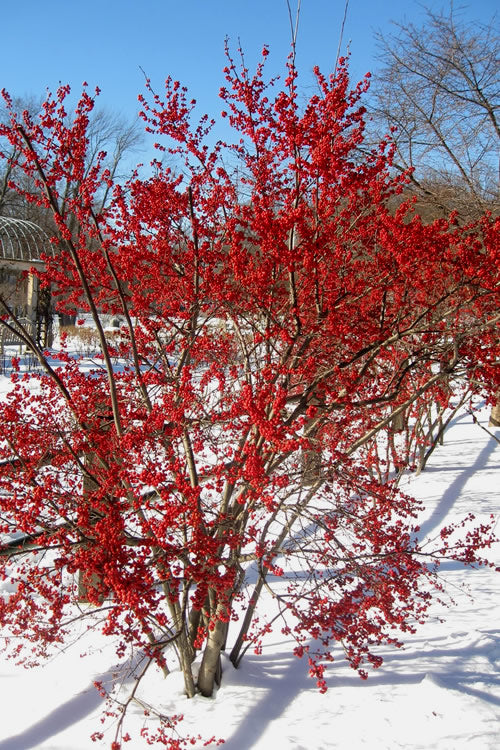  Male & Female Winterberry Holly Combo - (2-Pack Of 3 Gallon Pots)