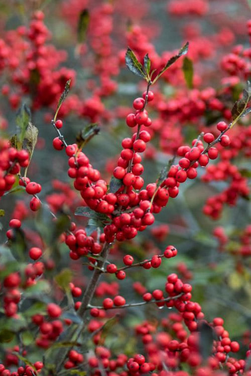  Winter Red Female Winterberry Holly - 5 Gallon Pot