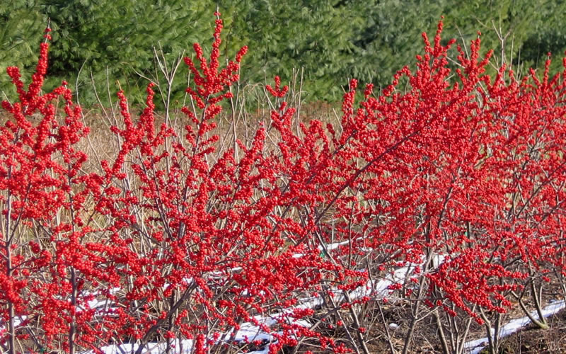  Winter Red Female Winterberry Holly - 5 Gallon Pot