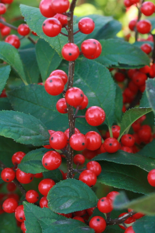  Winter Red Female Winterberry Holly - 5 Gallon Pot
