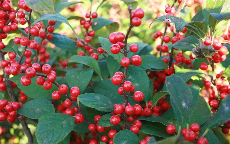  Male & Female Winterberry Holly Combo - (2-Pack Of 3 Gallon Pots)